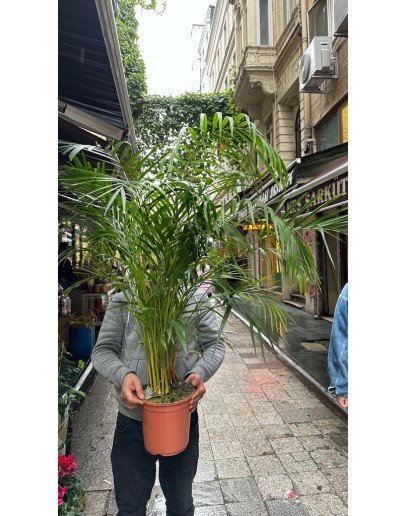 Areka Saksı Çiçeği