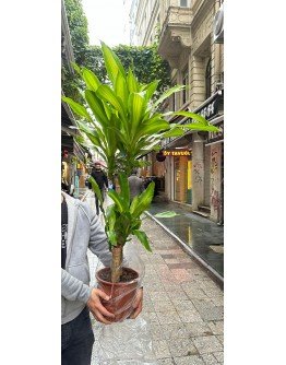 3'lü Mesengena Saksı Çiçeği