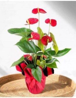 Antorium Saksı Çiçeği