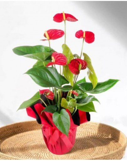 Antorium Saksı Çiçeği