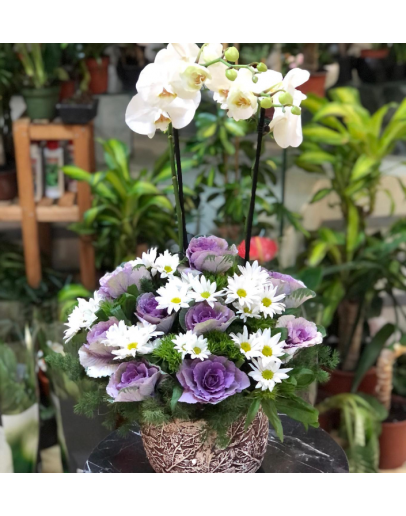 Beyaz Orkide Aranjman