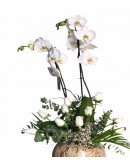 İthal Çift Dal Orkide ve Beyaz Güller