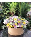 Kutuda Papatya Karnavalı