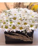 Siyah Kare Kutuda Beyaz Papatyalar