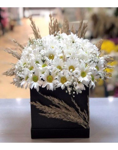 Siyah Kare Kutuda Beyaz Papatyalar